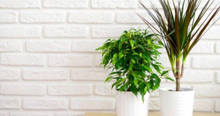 5 Easy-to-Manage House Plants