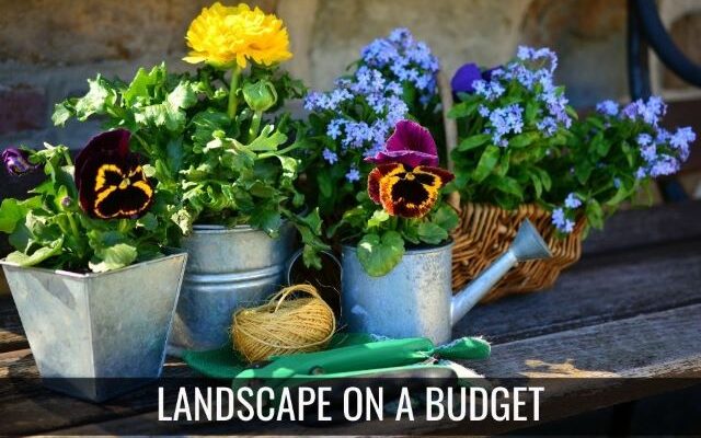 How to Landscape on a Budget