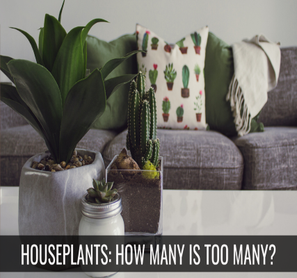 10 Signs You Have Too Many Houseplants
