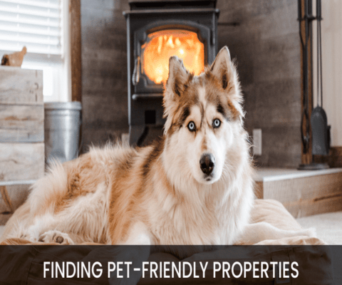 Pet-Friendly Properties – How to Find the Right Home for You and Your Furry Friends